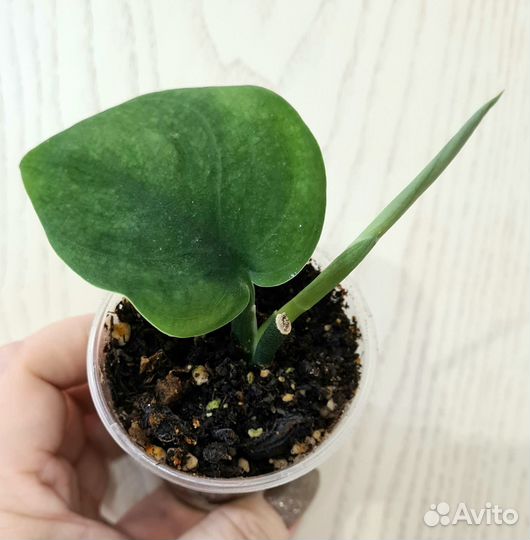 Сциндапсус Satin Jade