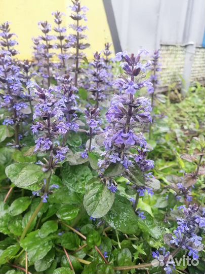 Живучка ползучая