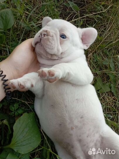 Французики