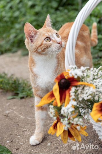 Кошечка в добрые руки