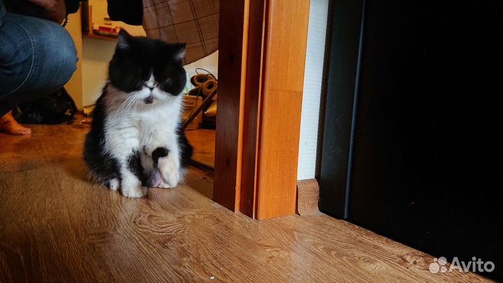 Шикарные котята