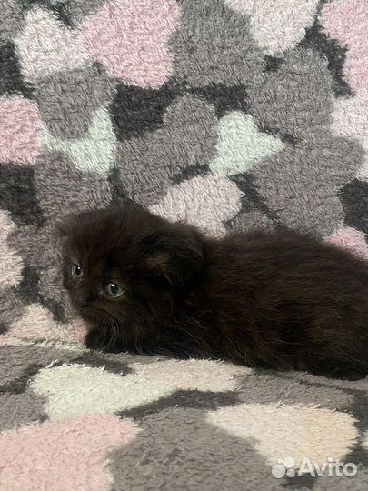 Шотландская