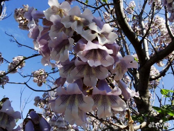 Саженцы павловния