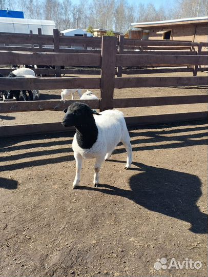 Баранчики дорпер