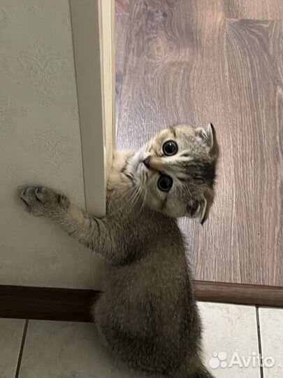 Шотландская вислоухая