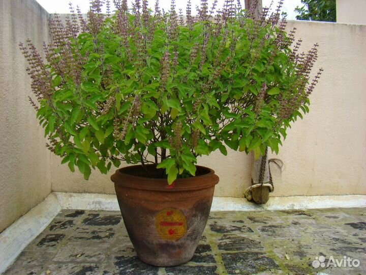 Семена Туласи (Tulsi, Tulasi)