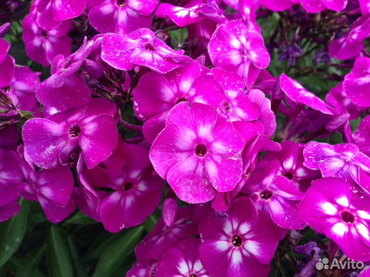 Флоксы (корни)