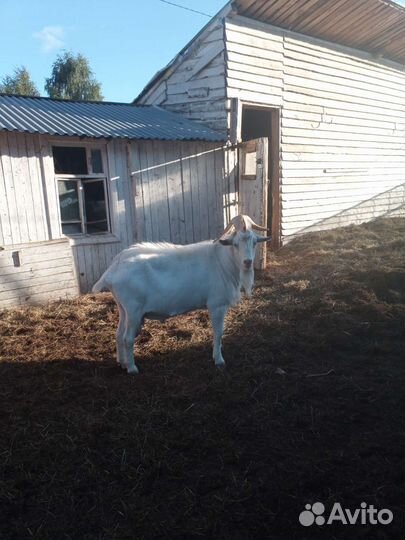 Козел зааненский. Случка