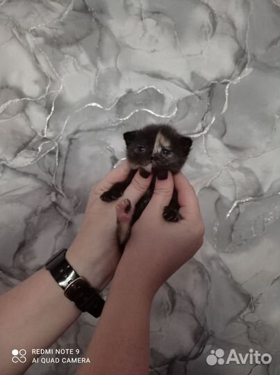 Продам Шотландских вислоухих котят
