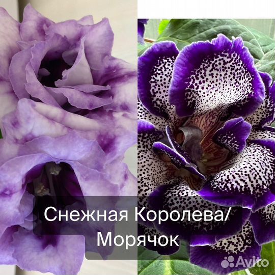 Семена глоксиний (опыления)