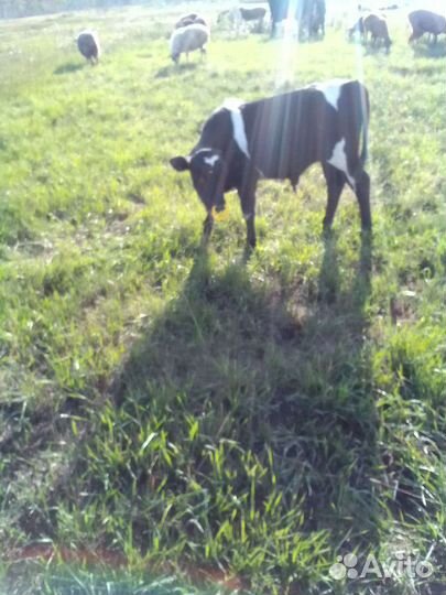 Телята бычки