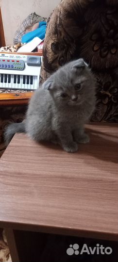 Котёнок девочка