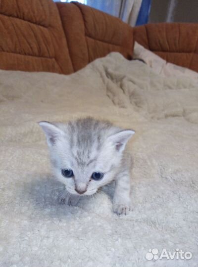 Котёнок