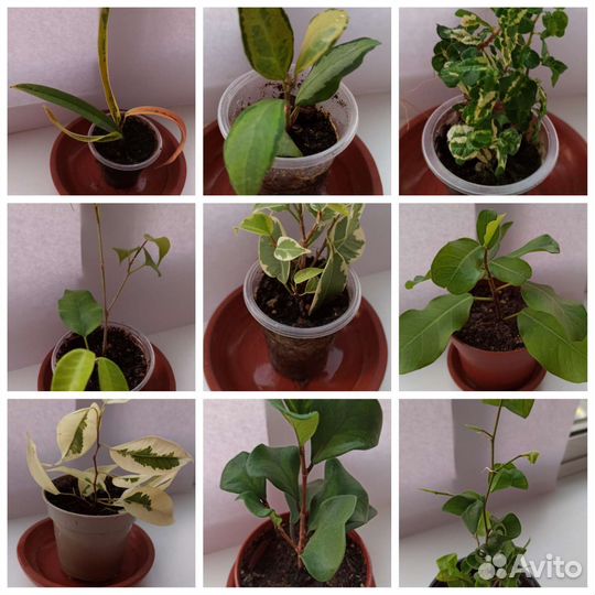 Фикусы сортовые укоренные черенки разные