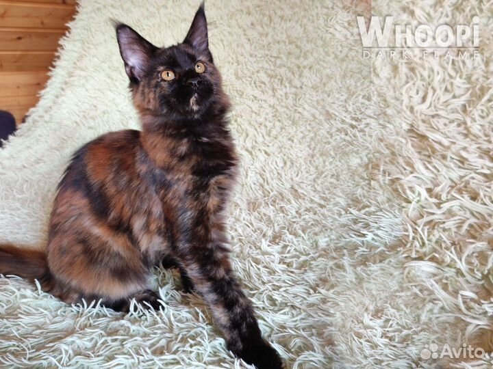 Очаровательная кошечка породы Мейн Кун по имени Ву