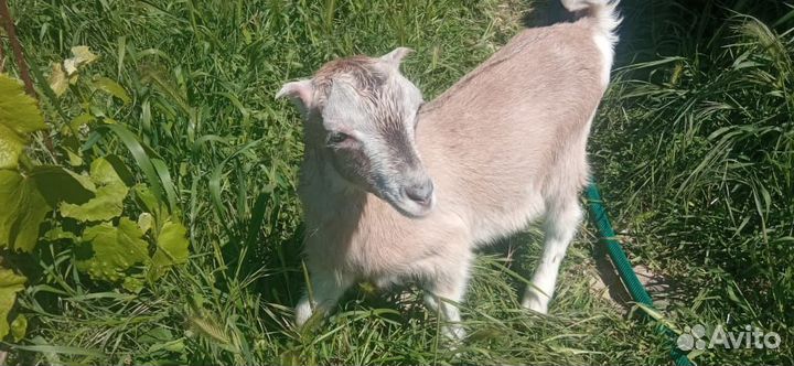 Козлята