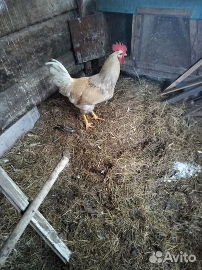 Молодые петухи