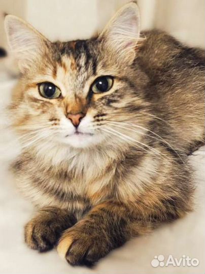 Сибирская кошка метис в добрые руки