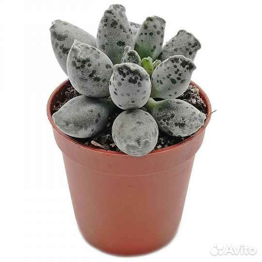 Адромискус (Кактусы и суккуленты)