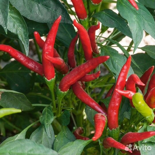 Рассада острого перца