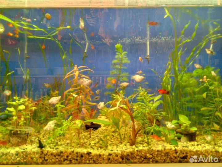 Аквариумные растения и рыбки