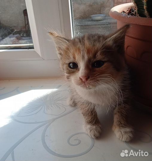 Котята ищут дом, 2-2.5мес