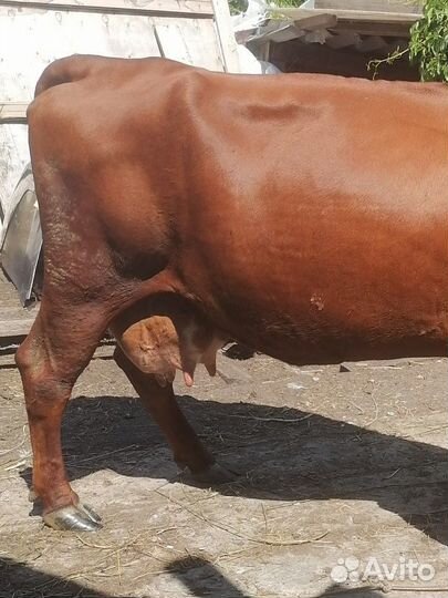 Корова дойная