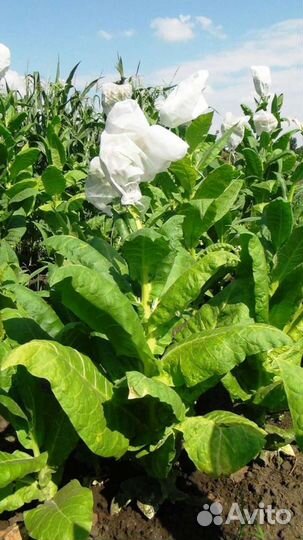 Семена табака