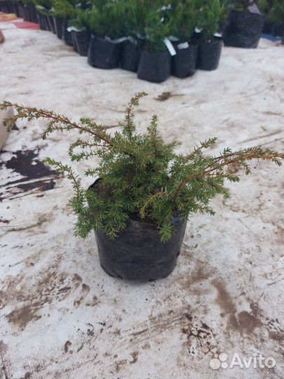 Можжевельник Barton