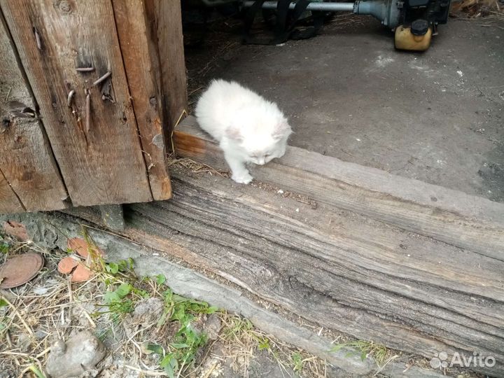 Кошка в дар бесплатно