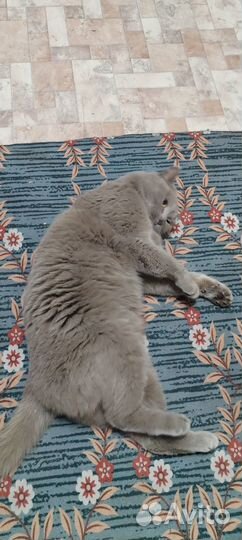 Отдам в добрые руки
