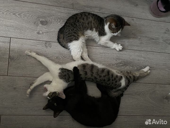 Котики бесплатно в добрые руки