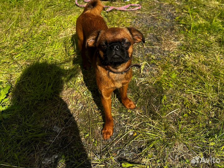 Грифон пти брабансон