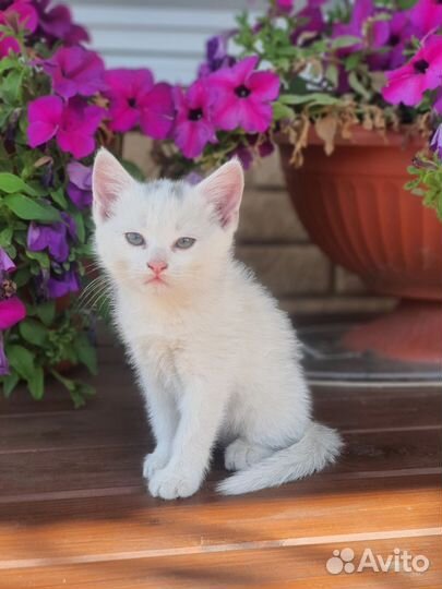 Котёнок 1.5 мес девочка