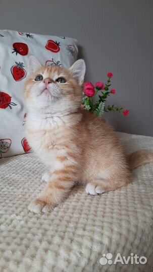 Британский солнечный малыш