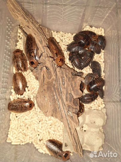 Тараканы Пикносцелус Нигра и Архимандриты