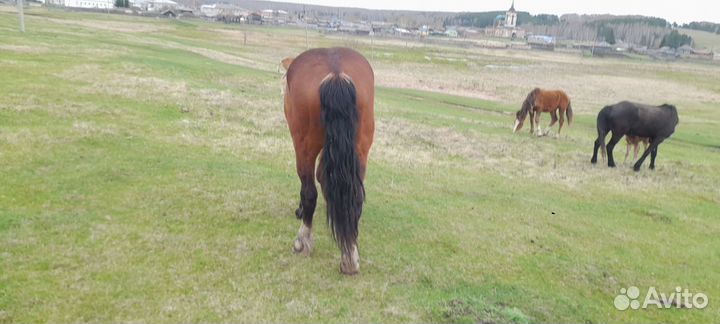 Продам жеребца