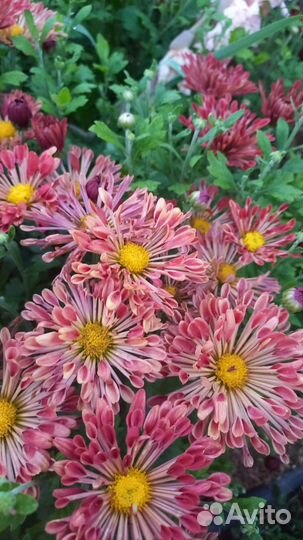 Хризантема корейская