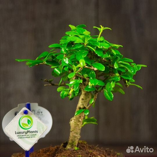 Бонсай Кармона 25 см