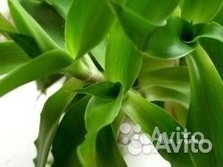 Продам золотой ус лечебный (каллизия душистая)