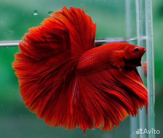 Аквариумные рыбки