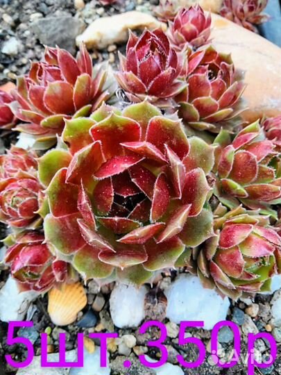 Молодило каменная роза