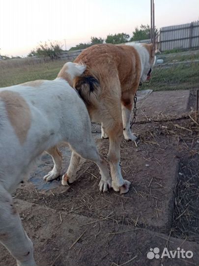 Алабай щенки