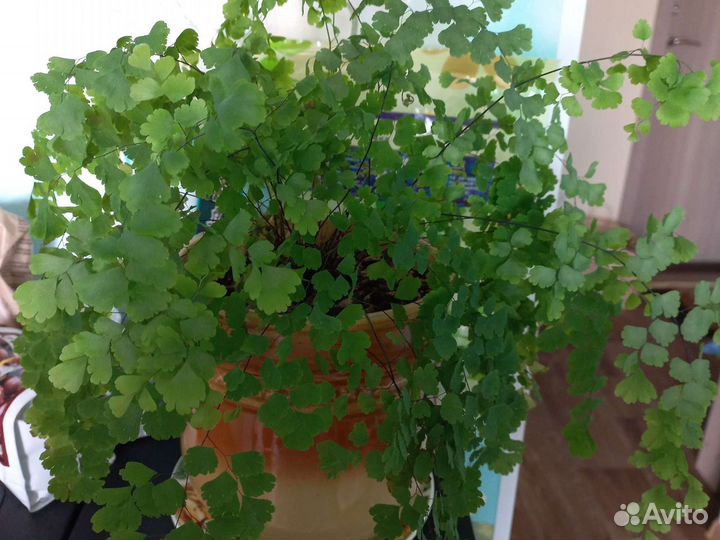 Нефролеписы