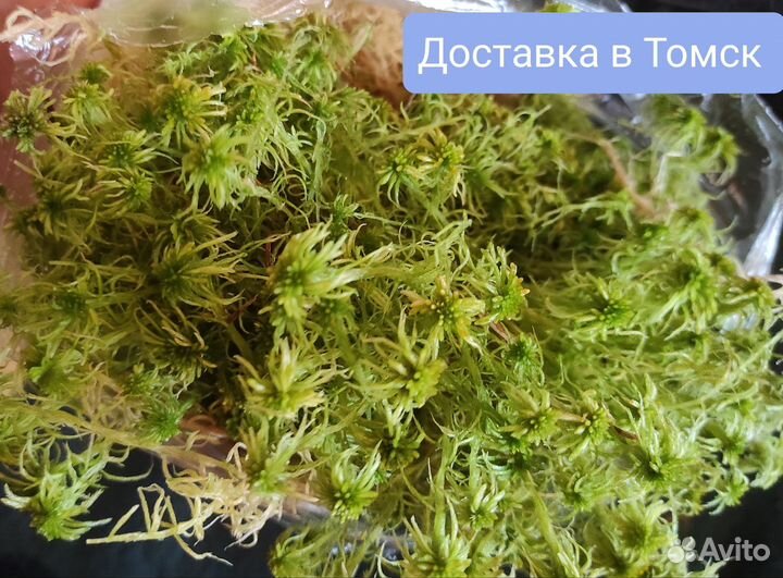 Мох сфагнум свежий сбор, живой