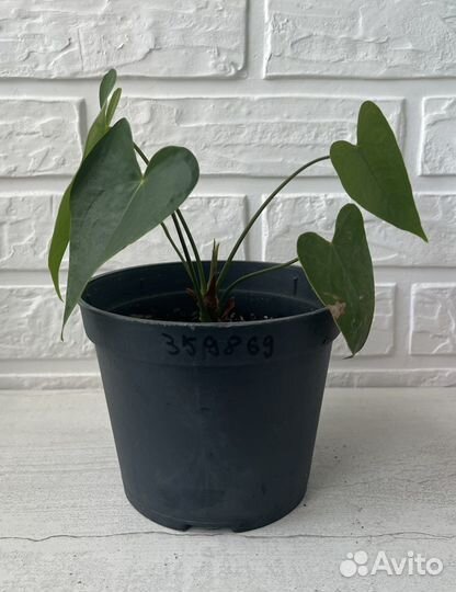 Антуриум красный большой (мужское счастье)