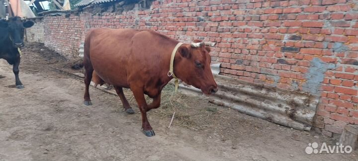 Коровы дойные молочные