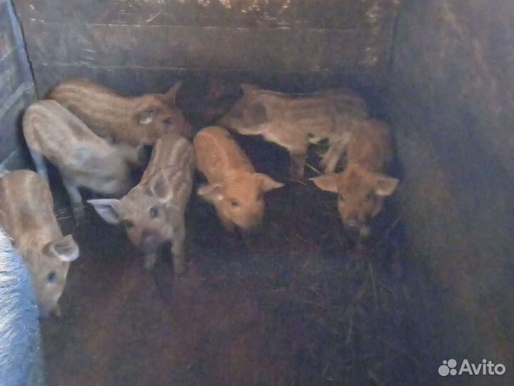 Поросята