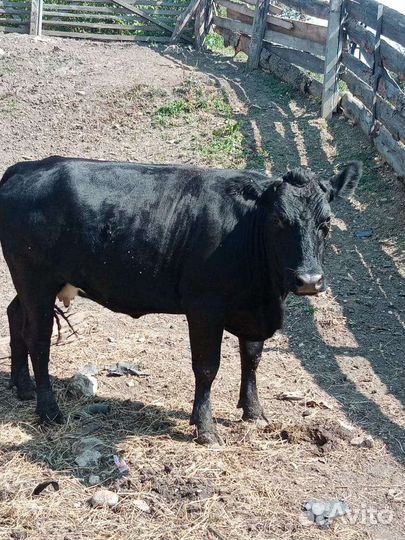 Корова и тёлка откорм