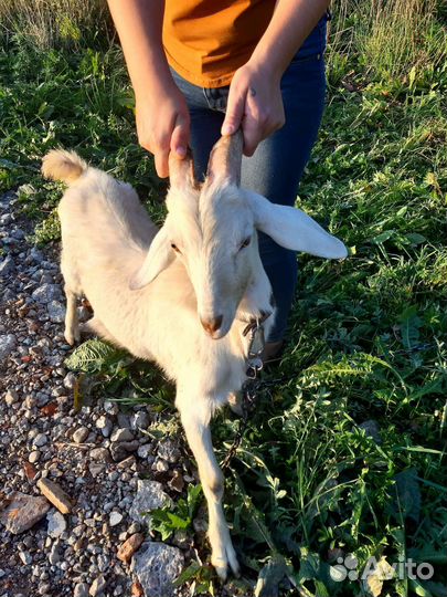 Коза дойная